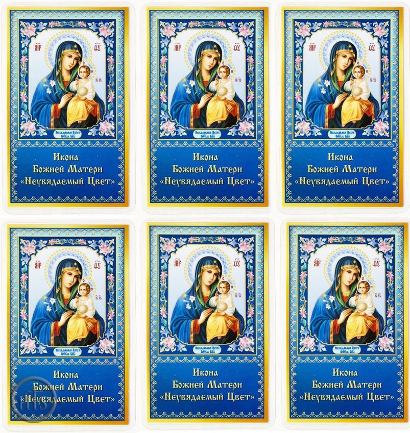 Product Picture - Virgin Mary Eternal Bloom, Set of 6 Laminated Icon Cards with Prayer 